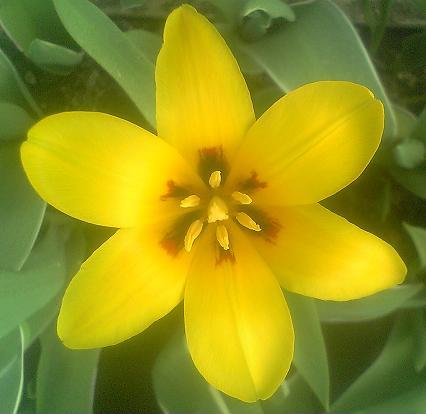 yellow_tulip0101.JPG
